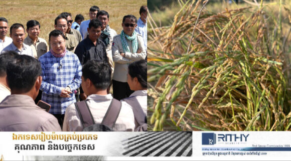 ឆ្លើយតបនឹងស្រូវOMធ្លាក់ថ្លៃ រដ្ឋមន្រ្តីកសិកម្មណែនាំឱ្យកសិករងាកមកដាំដុះស្រូវសែនក្រអូបវិញ 