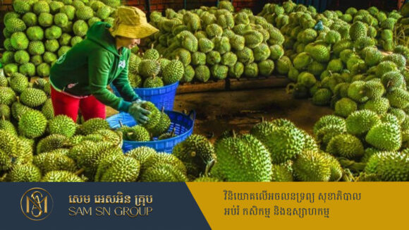 PR_Milliontimes ការនាំចេញទុរេនវៀតណាមធ្លាក់ចុះ ៨០% ក្រោយចិនរឹតបន្តឹងវិធានការត្រួតពិនិត្យសារធាតុគីមី