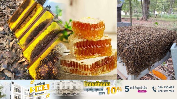រដ្ឋមន្រ្តីបរិស្ថានគាំទ្រឱ្យមានគម្រោងអភិរក្សឃ្មុំព្រៃ ដើម្បីយកទឹកឃ្មុំតាមធម្មជាតិ