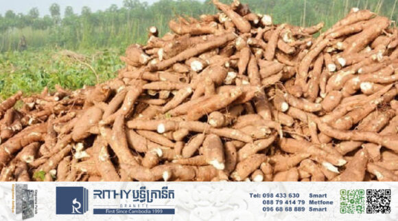 ក្រុមហ៊ុន ២ត្រៀមបោះទុន ២០០លានដុល្លារដាំដុះ ប្រមូលទិញដំឡូងមី និងរោងចក្រកែច្នៃ នាំចេញទៅក្រៅប្រទេស