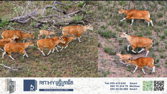 លើកដំបូងបង្អស់ ប្រើប្រាស់ឧទ្ធម្ភាគចក្រ សង្គ្រោះសត្វទន្សោង ១៦ក្បាលបានជោគជ័យ