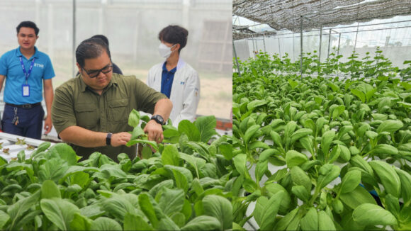 IMG_6453 ឧកញ៉ា ឈាង សុវណ្ណរតនៈ ដាំដុះបន្លែសរីរាង្គគ្មានជាតិគីមី ប្រើប្រាស់គ្រប់ភោជនីយដ្ឋាន RTNK និងលក់នៅ PTT 50ម៉ែត្រ ព្រែកហូរ