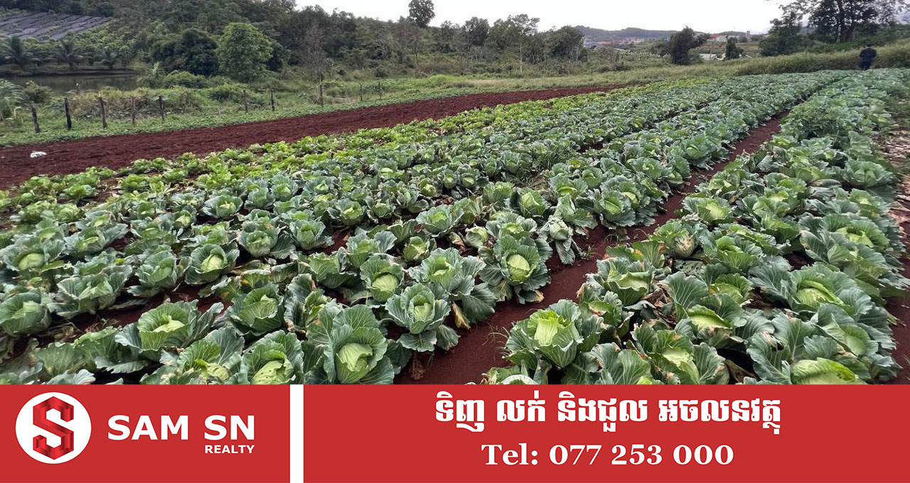 កសិករជនជាតិចិន ដាំបន្លែនៅខេត្តមណ្ឌលគិរី ៣ថ្ងៃ បាន ២តោន ផ្គត់ផ្គង់ទីផ្សារចិននៅភ្នំពេញ និងក្រុងព្រះសីហនុ