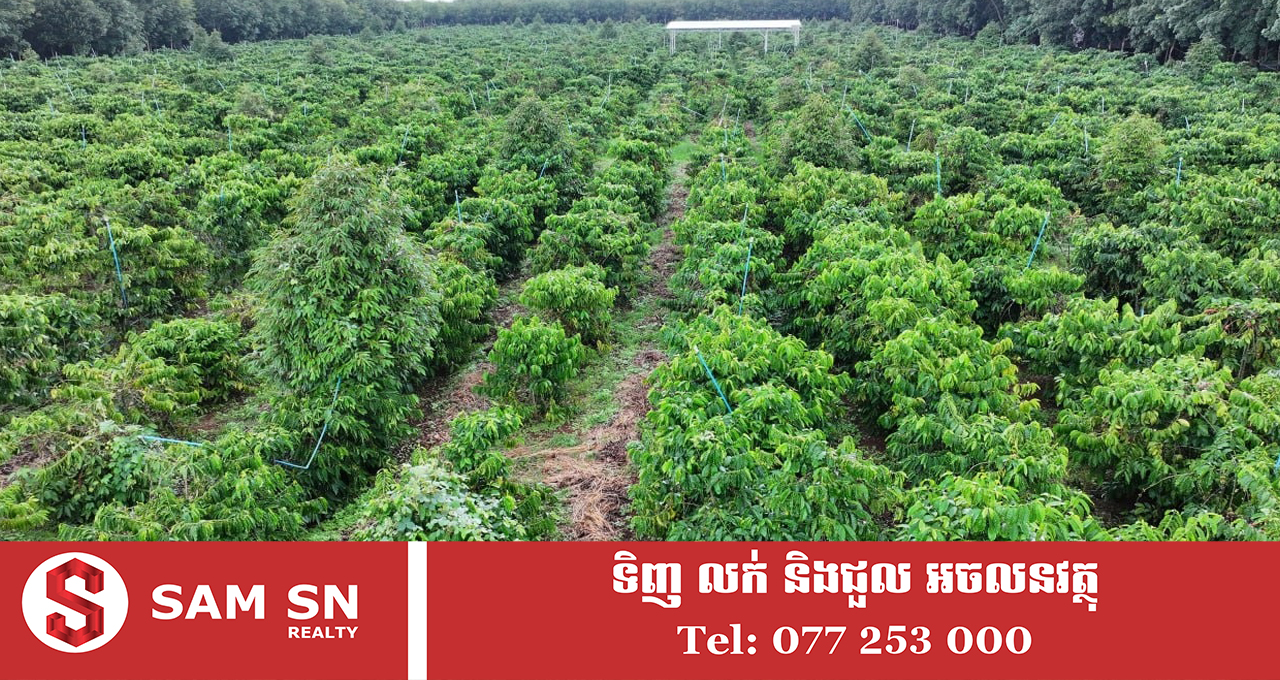 009 កាហ្វេជាដំណាំមានសក្តានុពលខ្លាំង ដែលកម្ពុជាគួរចាប់ឱកាសជំរុញការវិនិយោគ និងពង្រីកការដាំដុះ