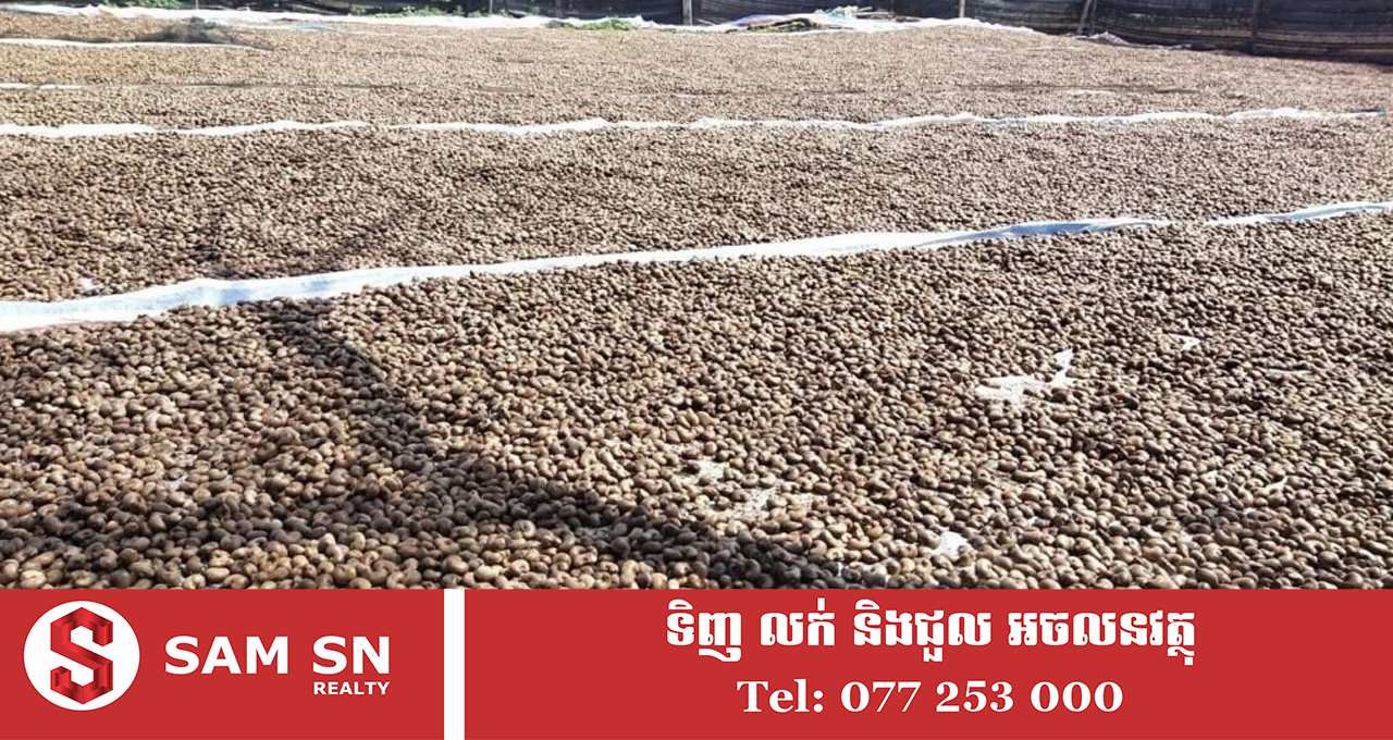 009 ឆ្នាំ២០២៥ កម្ពុជានាំចេញគ្រាប់ស្វាយចន្ទីឆៅប្រមាណ ១លានតោន គិតជាទឹកប្រាក់ប្រមាណ ១,៥ពាន់លានដុល្លារ