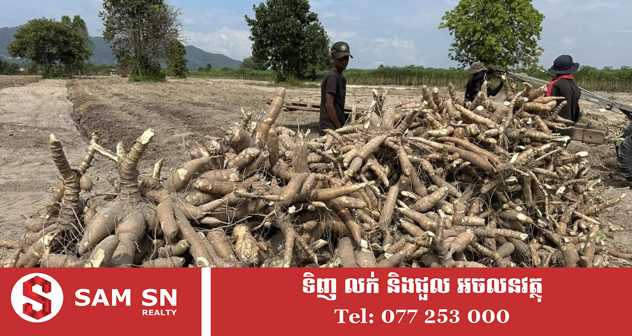 អនុព័ន្ធពាណិជ្ជកម្ម៖ ទីផ្សារវៀតណាមមានតម្រូវការខ្ពស់ សម្រាប់ការនាំចូលដំឡូងមីស្ងួតពីកម្ពុជា