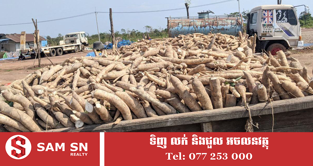 រដ្ឋមន្ត្រីពាណិជ្ជកម្ម៖ ដំឡូងមីនៅតែជាដំណាំយុទ្ធសាស្ត្រមួយប្រកបដោយសក្តានុពលខ្ពស់