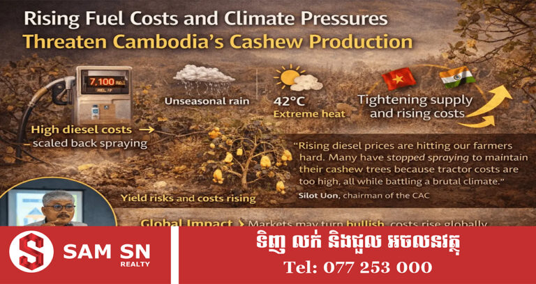 ការកើនឡើងថ្លៃប្រេងឥន្ធនៈ និងសម្ពាធអាកាសធាតុ គំរាមកំហែងដល់ផលិតកម្មស្វាយចន្ទីកម្ពុជា