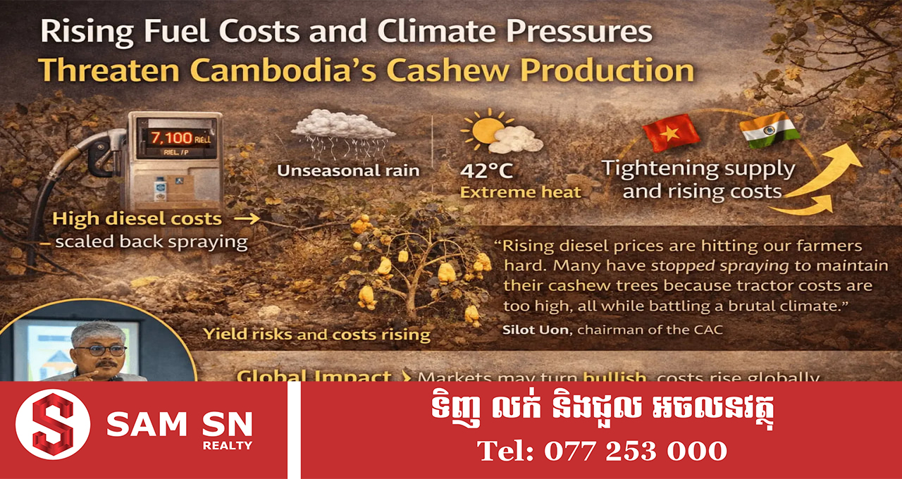 ការកើនឡើងថ្លៃប្រេងឥន្ធនៈ និងសម្ពាធអាកាសធាតុ គំរាមកំហែងដល់ផលិតកម្មស្វាយចន្ទីកម្ពុជា