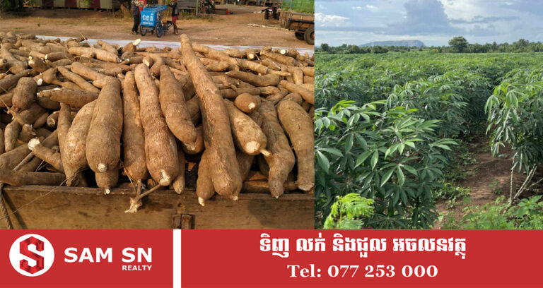 ឆ្នាំ ២០២០-២០២៥ ដំណាំដំឡូងមី មានការកើនឡើងយ៉ាងខ្លាំង