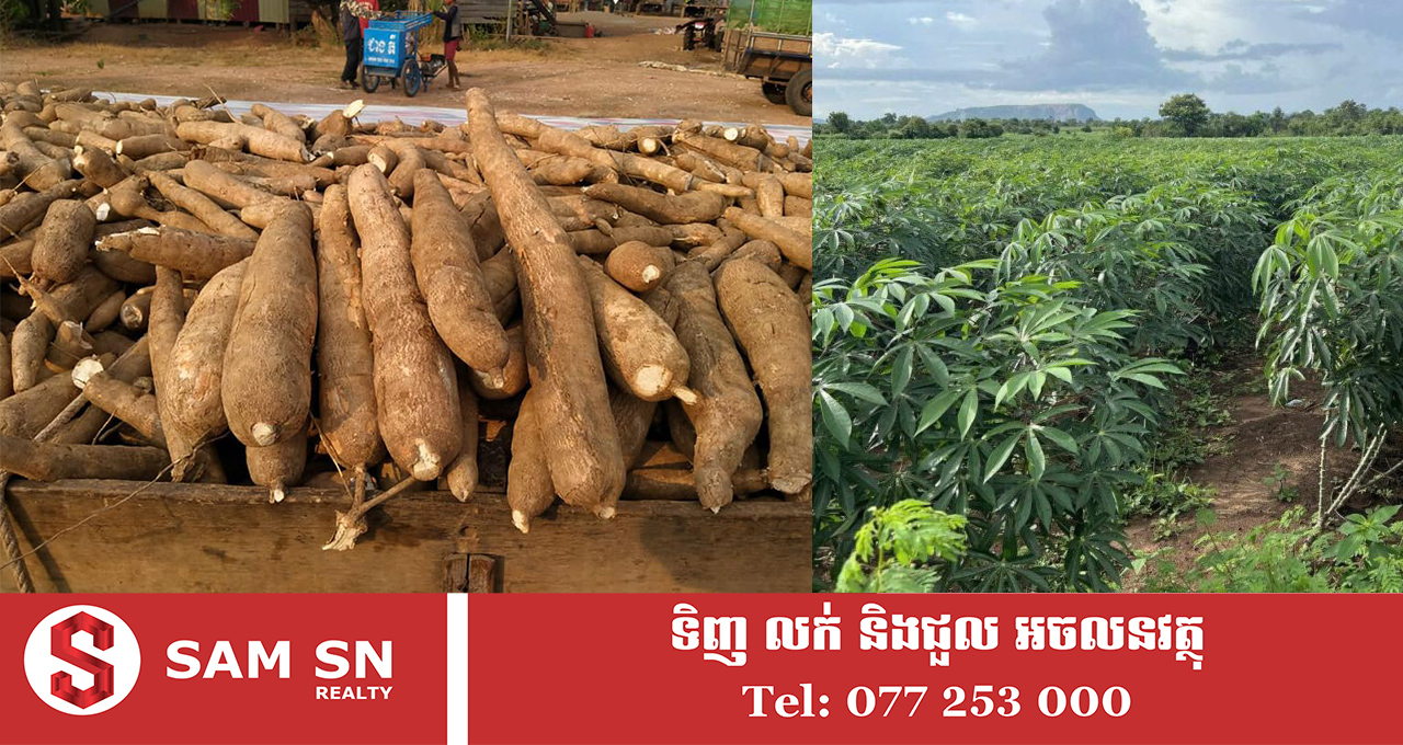 cavana ឆ្នាំ ២០២០-២០២៥ ដំណាំដំឡូងមី មានការកើនឡើងយ៉ាងខ្លាំង