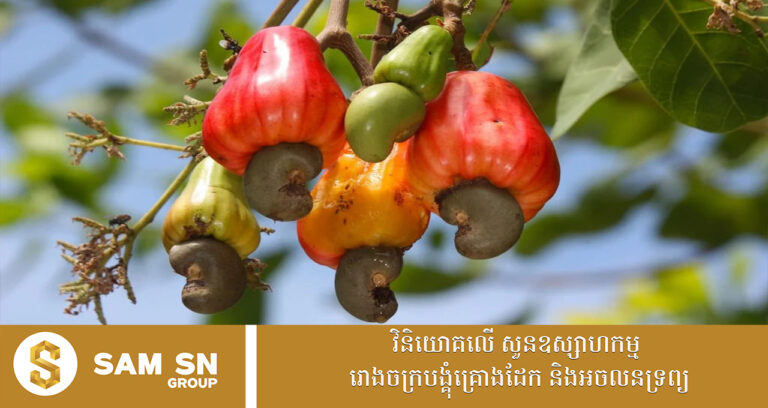 អបអរសាទរ! កម្ពុជាបន្តពង្រឹងអត្តសញ្ញាណផលិតផលជាតិ ដោយបានចុះបញ្ជីម៉ាកសម្គាល់ភូមិសាស្ត្រទំនិញ (GI) ជាផ្លូវការលើផលិតផលសក្តានុពល ៤ មុខបន្ថែមទៀត