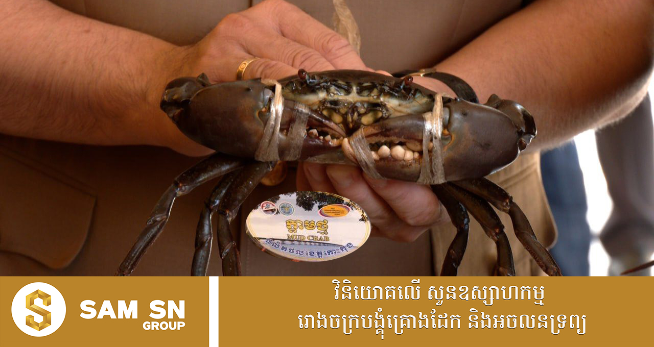 អបអរ! ក្តាមថ្មខេត្តកោះកុង បានចុះបញ្ជីផលិតផលសម្គាល់ភូមិសាស្រ្ត