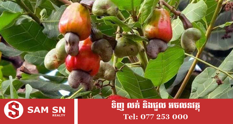 ៤ខែ ឆ្នាំ ២០២៦ កម្ពុជារកចំណូលប្រមាណ ១,៤៤ ពាន់ លានដុល្លារ ពីការនាំចេញគ្រាប់ស្វាយចន្ទីឆៅជាង ៨៣ ម៉ឺនតោន
