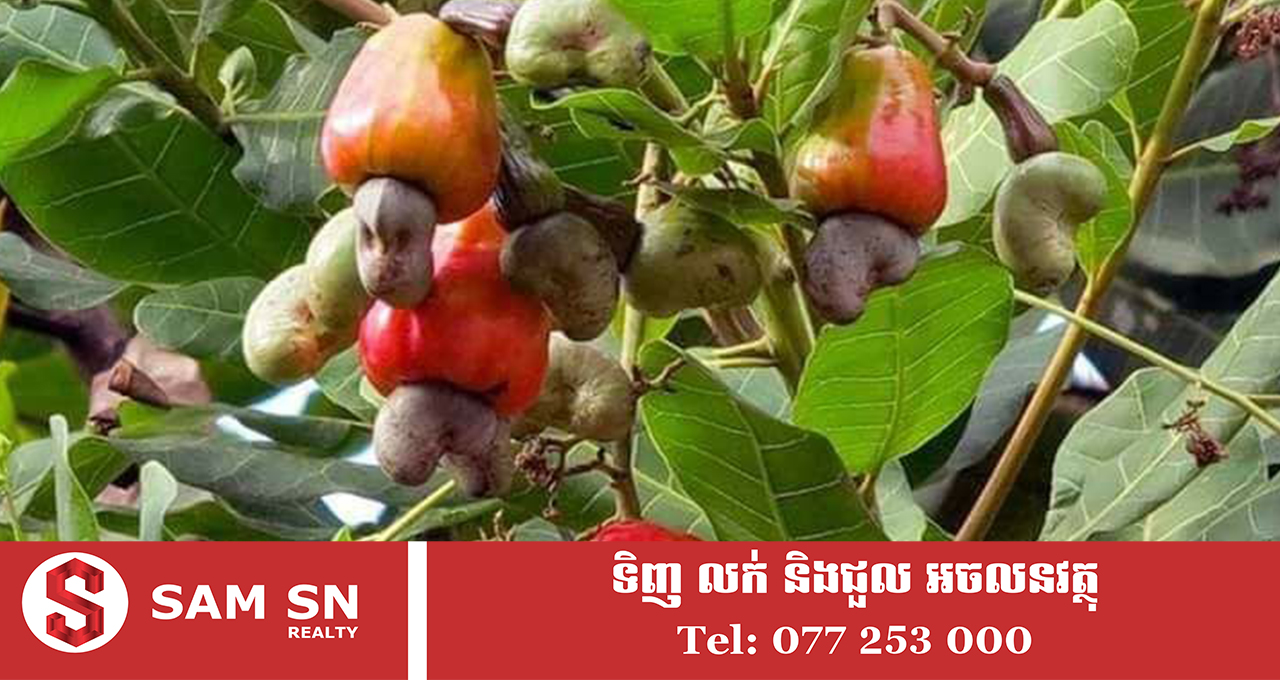 chanthy ៤ខែ ឆ្នាំ ២០២៦ កម្ពុជារកចំណូលប្រមាណ ១,៤៤ ពាន់ លានដុល្លារ ពីការនាំចេញគ្រាប់ស្វាយចន្ទីឆៅជាង ៨៣ ម៉ឺនតោន