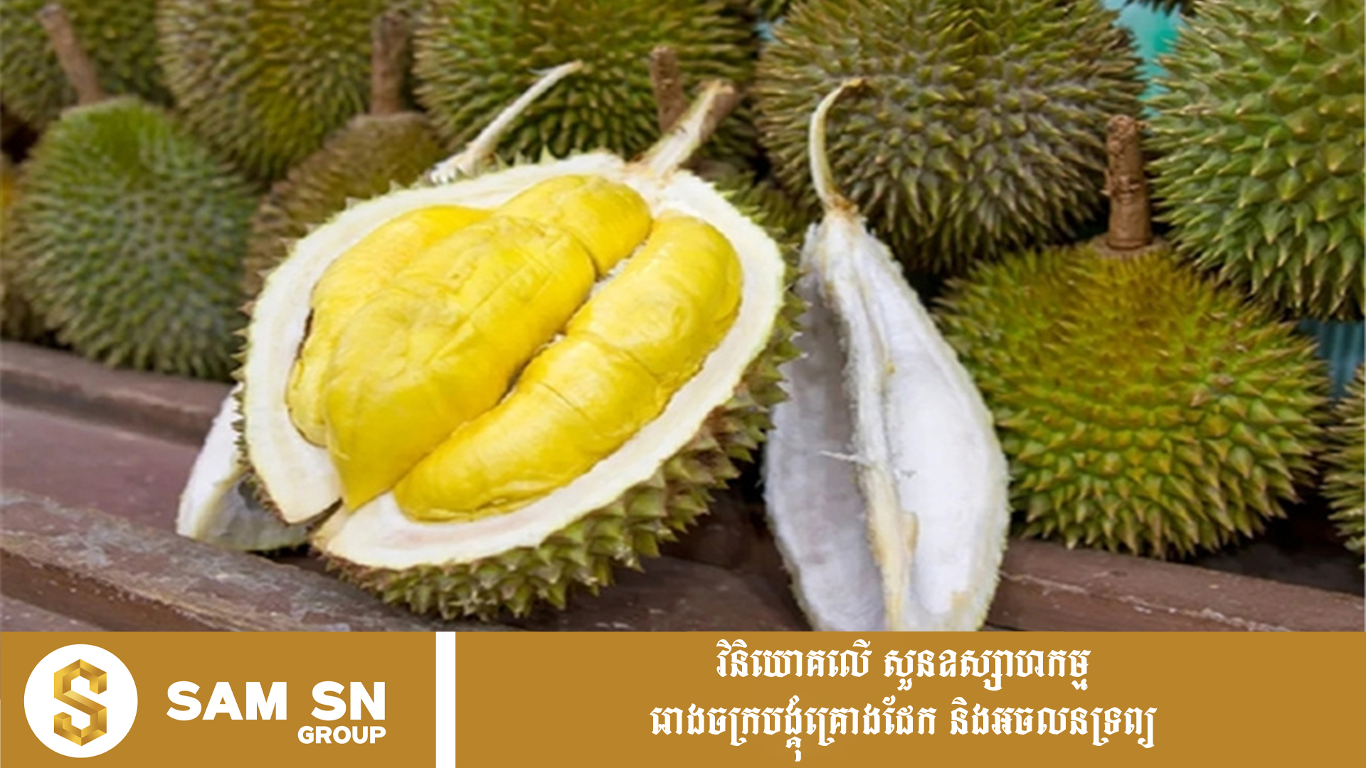 DuriantoChina12 ទុរេនស្រស់កម្ពុជានាំចេញទៅកាន់ទីផ្សារចិន កើនឡើងជិត ៤០ ដង