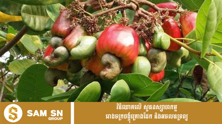 ក្រុមហ៊ុន ៦ បង្ហាញតម្រូវការគ្រាប់ស្វាយចន្ទីឆៅសរុប ១៤៤,០០០ តោនពីកម្ពុជា